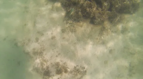 Underwater in the Gulf of Mexico: Version #7 Stock Footage 60381292