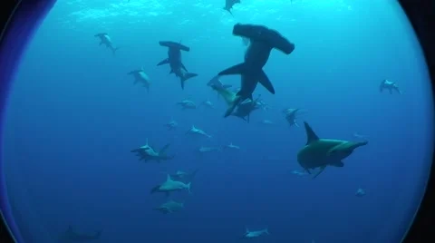 Underwater Hammerhead shark school Stock Footage 54048840