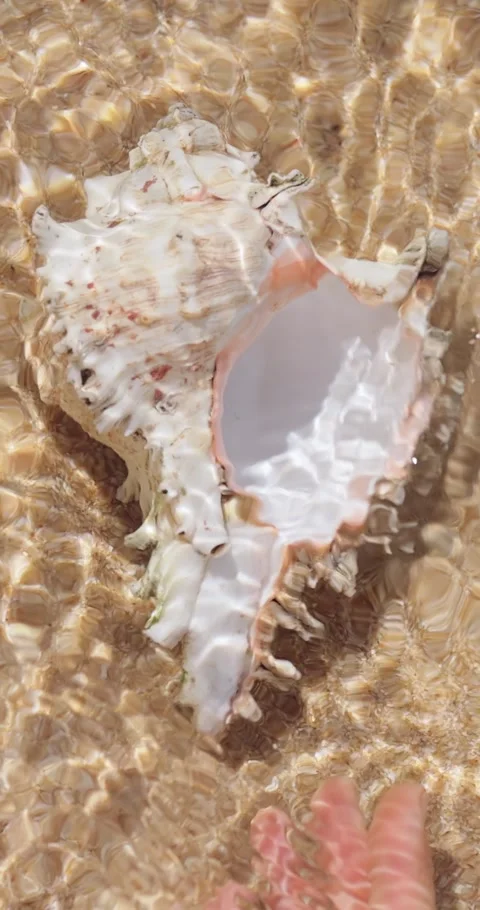 Underwater Hand Picking Up Spiky Seashell In Shallow Sea, Cinematic Travel Stock Footage 345376586