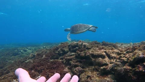 Underwater hand &amp; sea turtle close up swimming, 120fps - 2k. Stock Footage 239648429