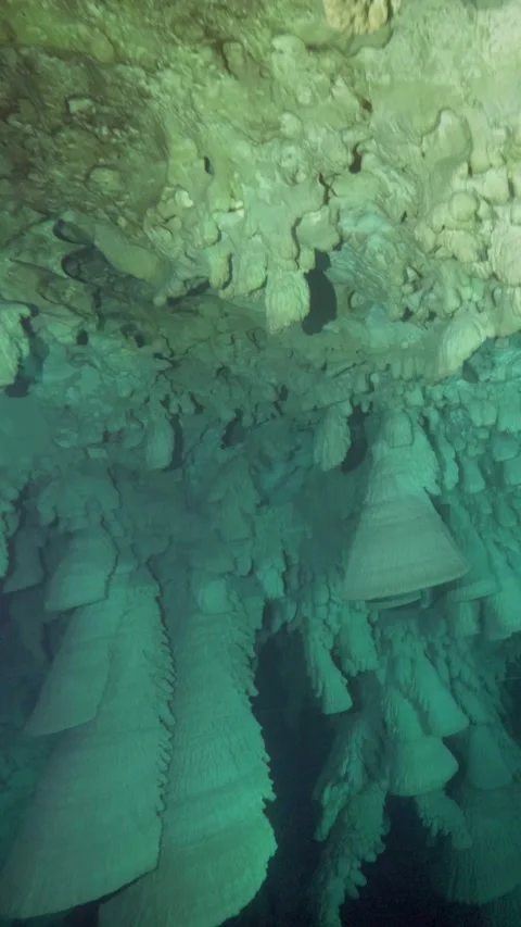 Underwater Hells Bells hang above a sloping rocky floor Stock Footage 341395868