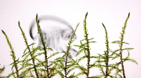 Underwater hook-moss plants with bubbles rising upwards Stock Footage 56605125