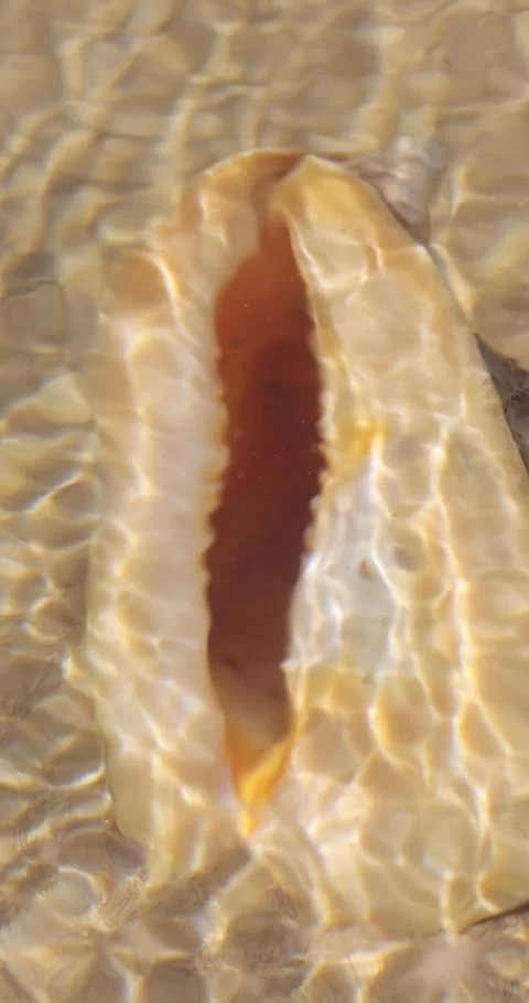 Underwater Horned Helmet Shell In Clear Shallows, Cinematic Travel Macro Stock Footage 345376549