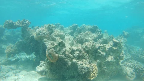 UNDERWATER: Horrible global warming bleaching the once colorful coral reefs. Stock Footage 90991497