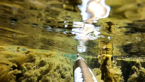 Underwater Hunting Video stock 313276186