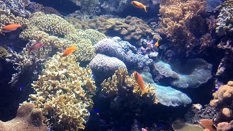 Underwater I Stock Footage 105243069