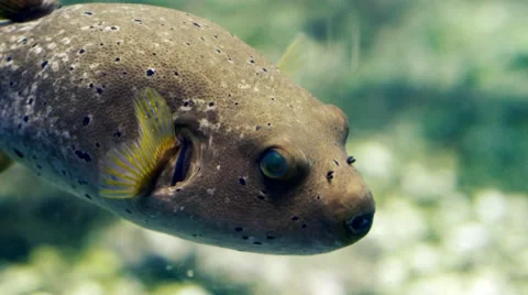 Underwater image of colorful fish Stock Footage 59673268