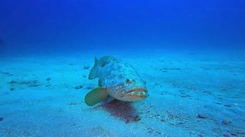 Underwater Image of the Rare Goliath Grouper in Recife, Brazil Stock Footage 337061846