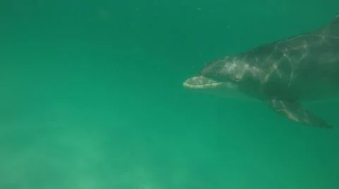 Underwater image of a wild Dolphin Stock Photos