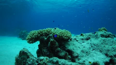 Underwater Imagery Video stock 332859946