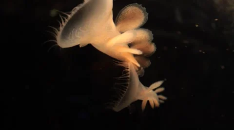 Underwater : Jellies 動画素材 1062304
