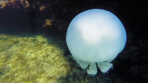 Underwater jellyfish Stock Footage 79218590
