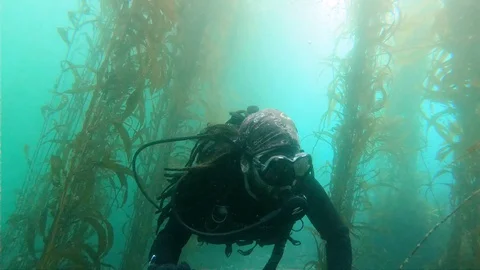 Underwater Jungle Stock Footage 129222839
