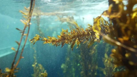 Underwater kelp bed flowing in waves Stock Footage 152349679
