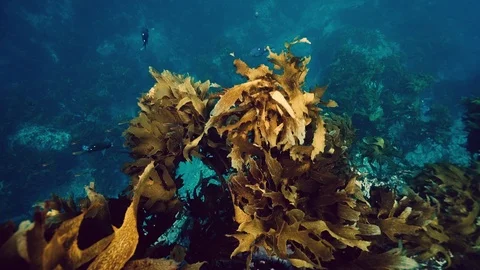 Underwater Kelp Slow Motion Stock Footage 106656023