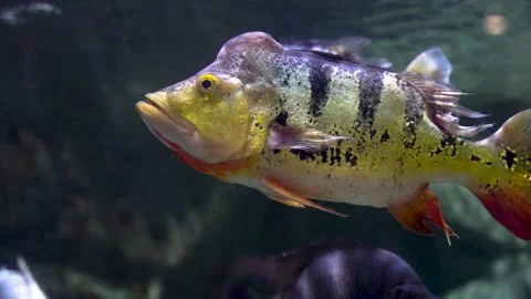 Underwater king fish king three fish swimming Stock Footage 230066369