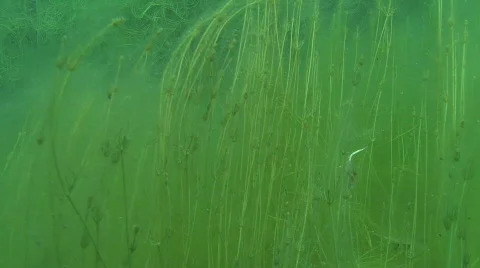 Underwater lake Video stock 609032