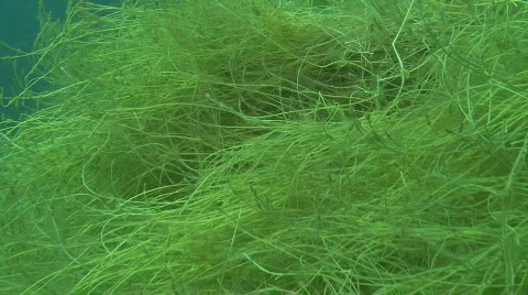 Underwater lake Video stock 609057