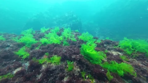 Underwater landscape. Algae of the Black Sea Stock Footage 231411215
