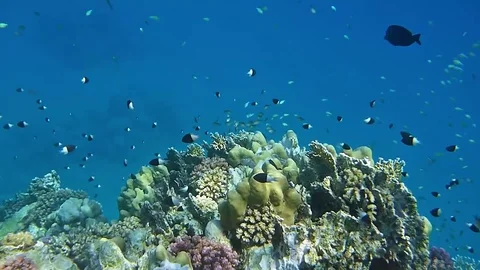 Underwater landscape with corals and fish Stock Footage