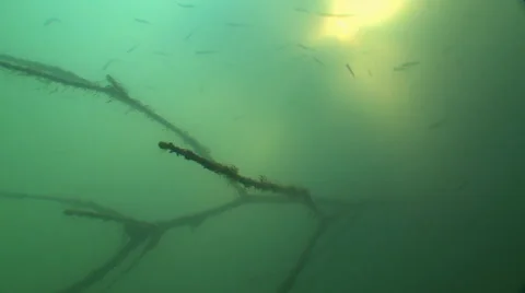 The Underwater landscape with floating minnows on a background of the sun rays. Stock Footage 53300310