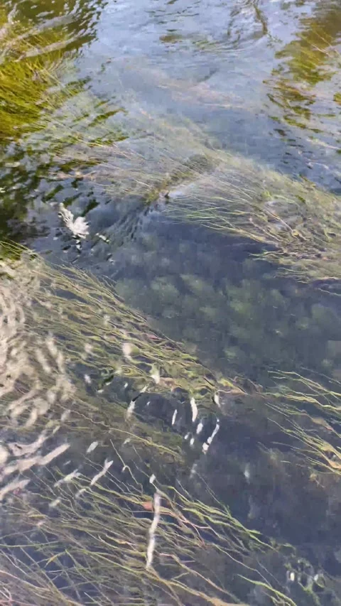 Underwater landscape of freshwater river with reflections of algae Stock Footage 280484692