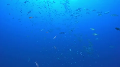 Underwater landscape - Pacific Ocean Stock Footage 71209229