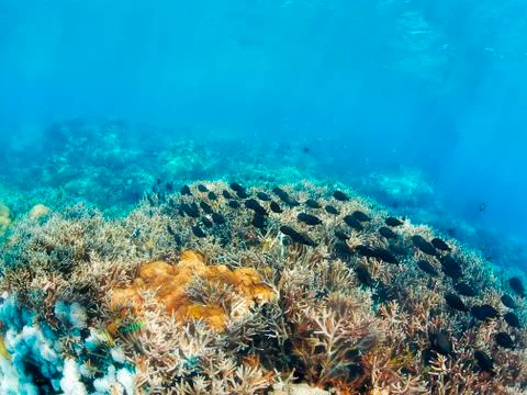 Underwater landscape Stock Photos
