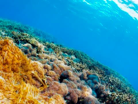 Underwater landscape Stock Photos