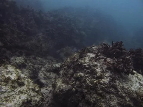 Underwater landscape Stock Photos