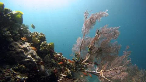 Underwater landscape Stock Photos