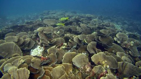 Underwater landscape Stock Photos