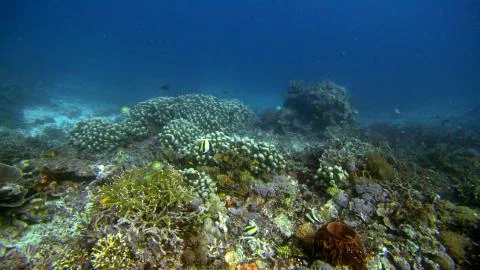 Underwater landscape Foto stock