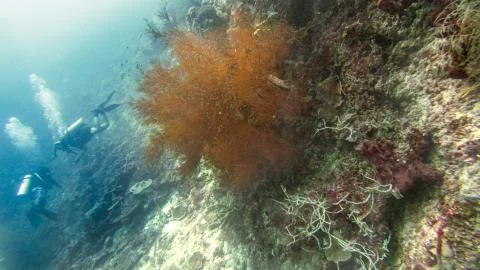 Underwater landscape Stock Photos