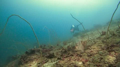 Underwater landscape Stock Photos