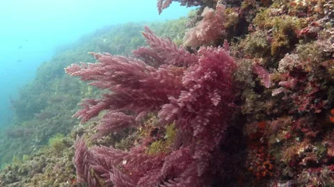 Underwater landscape - Red algae swings with the waves Stock Footage 331166618