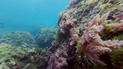 Underwater landscape - Red algae swings with the waves Stock Footage 331596653