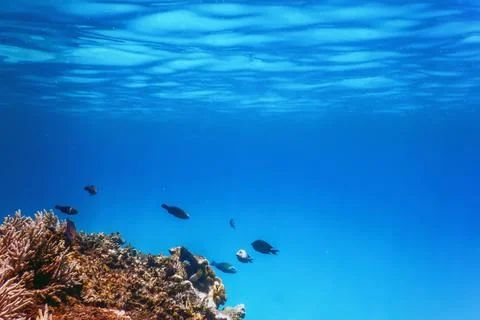 Underwater landscape reef with algae, Blue underwater Stock Photos