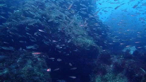 Underwater landscape with school of fish and bubble ring Vídeos de archivo 336841089