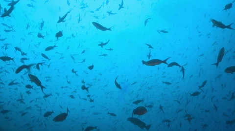 Underwater landscape, school of fish in the ocean - Cocos Island Stock Footage 35906010