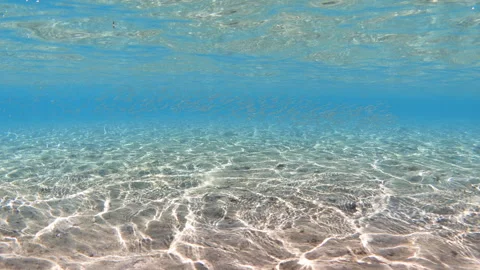 Underwater landscape with school of small silver fish at shallow sea water Stock Footage 301127443
