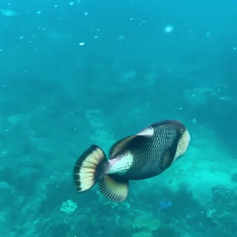 Underwater landscape of shallow water. Countless colorful tropical reef fish  Stock Footage 242255462