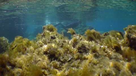 Underwater landscape: stones, vibrating algae, slanting rays of the sun, a Stock Footage 202339636