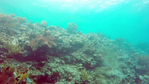 Underwater landscape of the tropical sea, fish and corals of different color Stock Footage