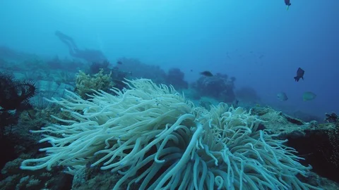 Underwater landscape: View of ocean full of marine plants and fishes Stock Footage 123549571