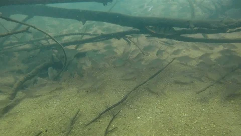 Underwater Large School Of Fish Abramis bjoerkna 動画素材 101586264