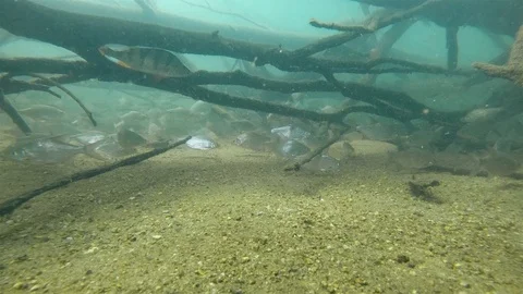 Underwater Large School Of Fish Abramis bjoerkna 動画素材 101586282