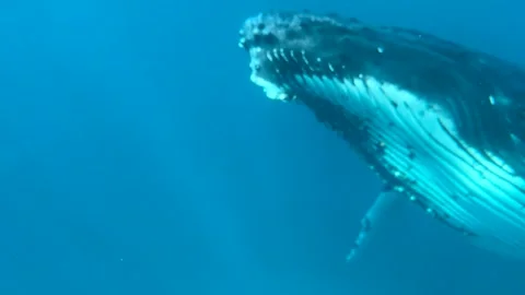 Underwater life close up with Humpback whale swimming underwater Stock Footage 320774364
