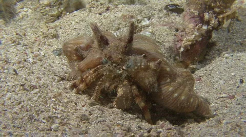 Underwater life Stock Footage 128835