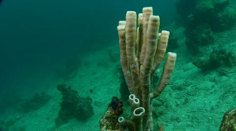 Underwater life Video stock 128852